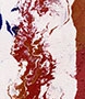 Esther-Ramos-1992_11_10-Coleta-de-caballo-137x16x5-cms
